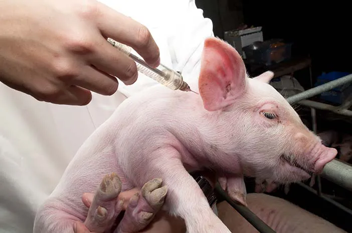 Gambar seorang dokter yang sedang memberikan vaksinasi, menyoroti pentingnya imunisasi dalam pencegahan flu babi