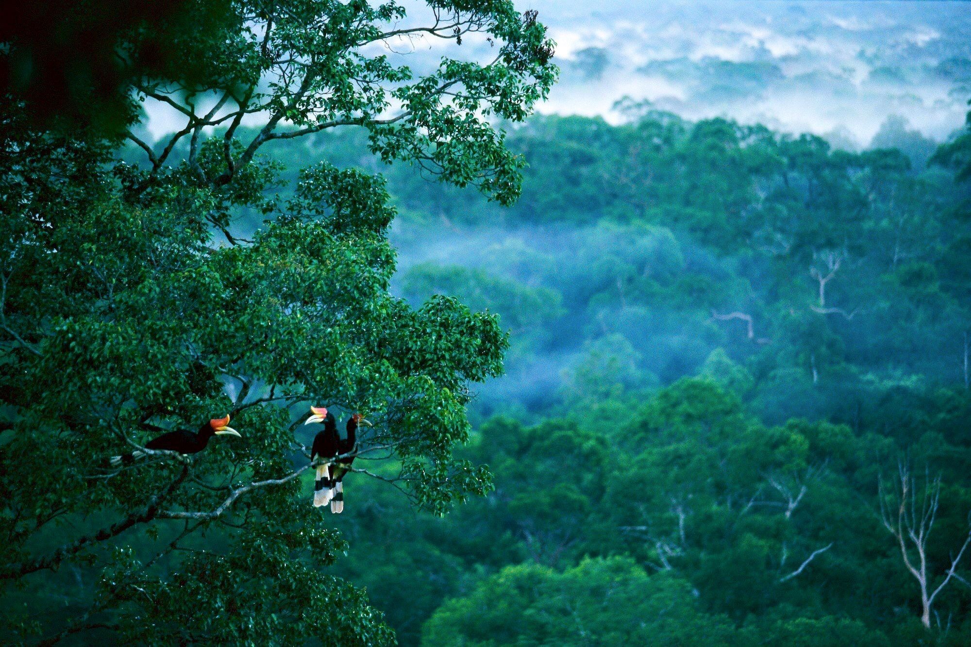 Hutan Kalimantan sebagai Paru-Paru Dunia