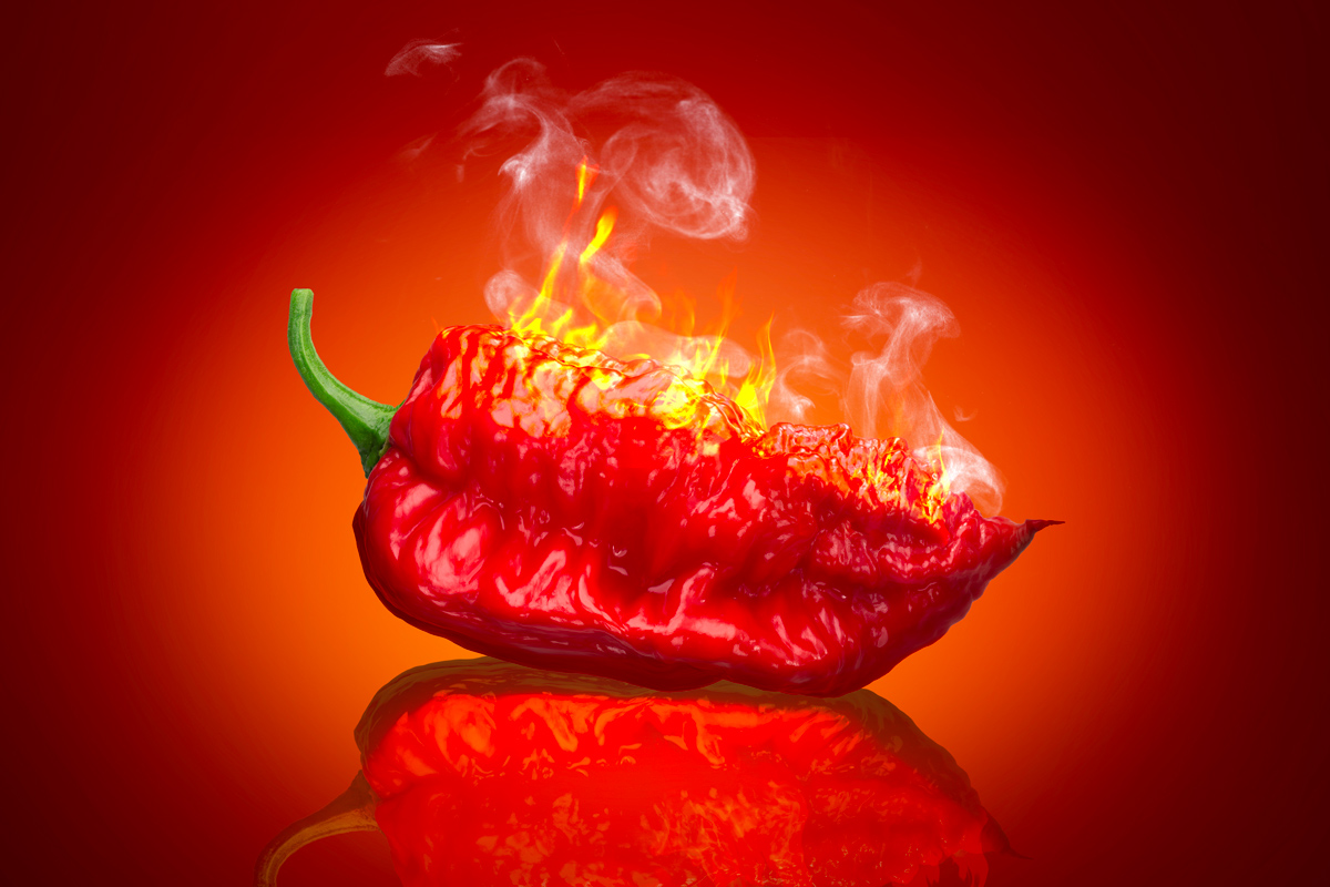 Embracing the Fiery Power of the Hottest Chilli