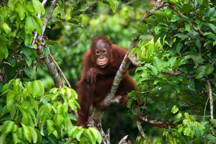 Hutan Kalimantan Paru Paru Dunia Dengan 9 Keindahannya